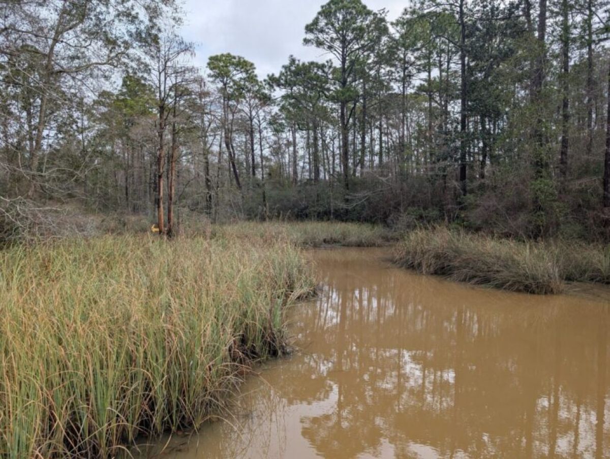 Mulat Bayou