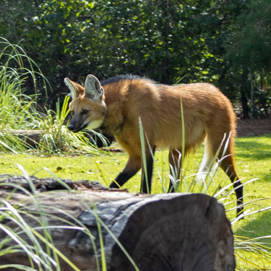The Gulf Breeze Zoo has welcomed two maned wolves, a brother and sister pair, into its zoo family.