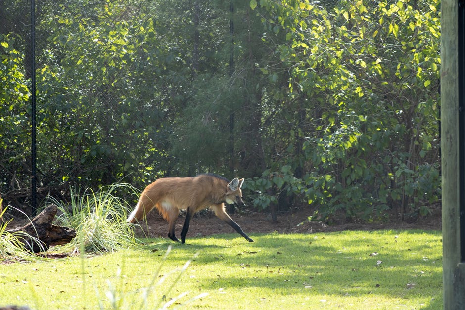 Maned wolves are listed as near-threatened due to loss of habitat by encroaching human populations, the introduction of certain diseases, and poaching for their body parts, believed to have medicinal healing powers.