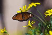 The Panhandle Butterfly House provides a hands-on learning experience for all butterfly lovers. File Photo