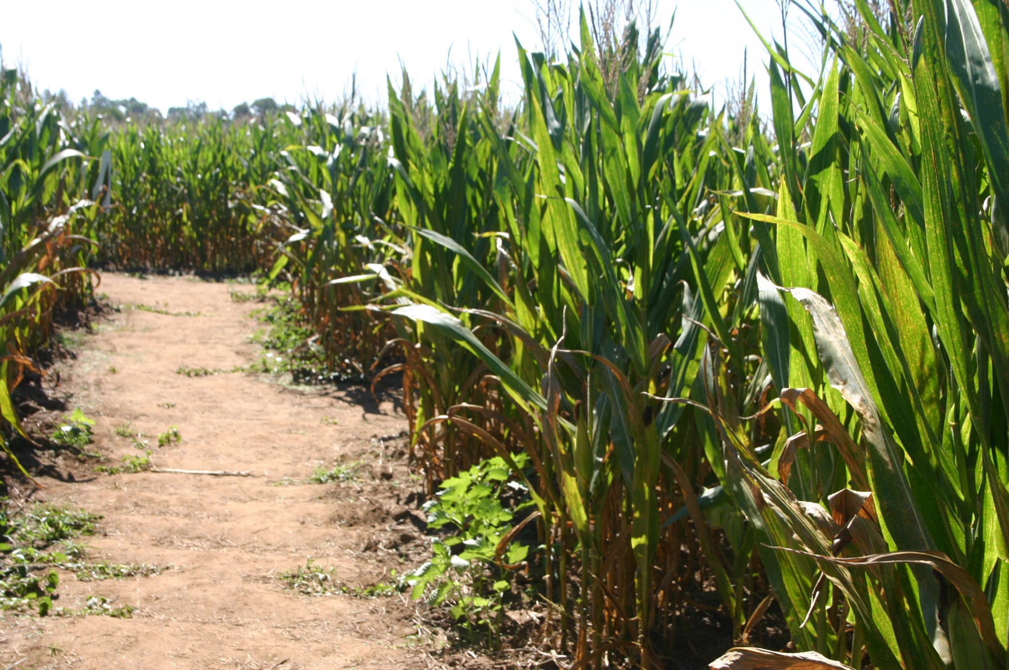 Lost in the maize at Sweet Seasons Farm Santa Rosa Press Gazette