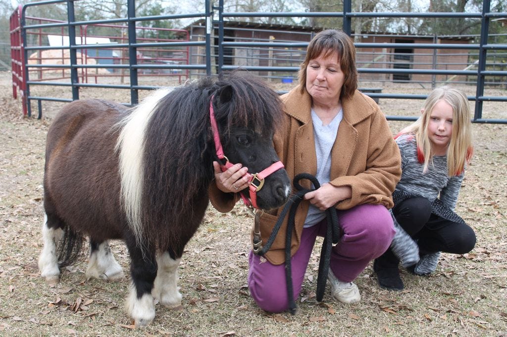 Diane Lowery, co-founder of Panhandle Equine Rescue, said this miniature horse Lightning Bug has become her rescue, rehab, and adoption facility’s mascot. Lightning Bug’s owner was charged with neglect towards him and another miniature horse who died.