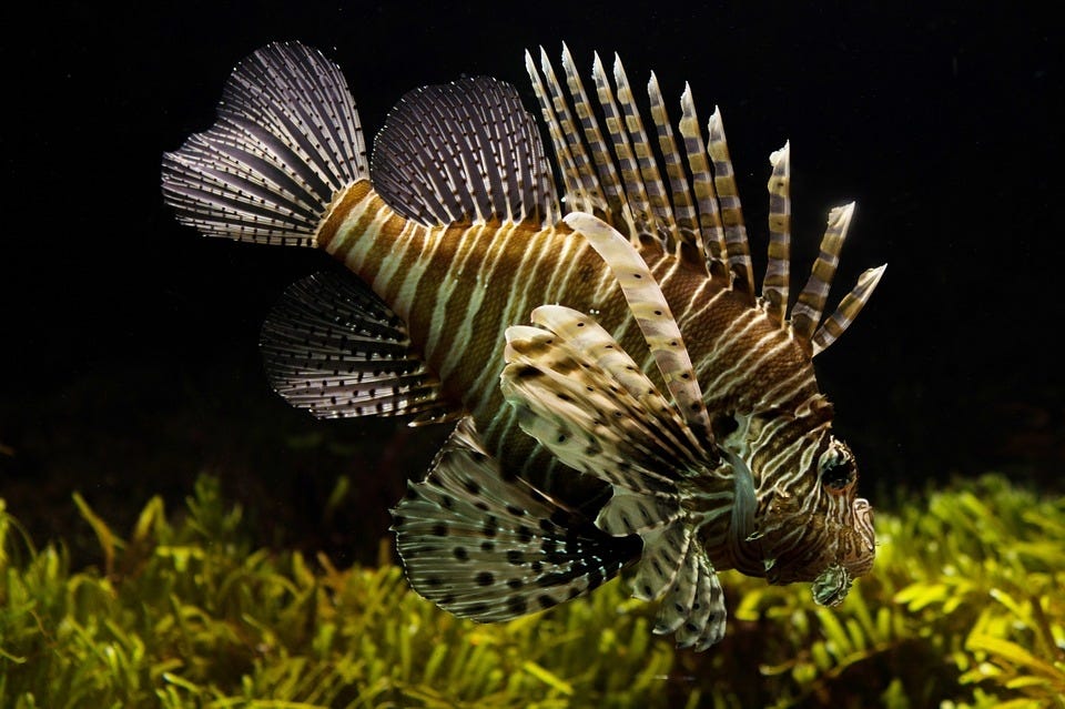 The Panhandle Pilot Program ends the day before the annual Lionfish Removal and Awareness Day Festival, which is May 20-21 at Plaza de Luna in Pensacola.[Pixabay.com]