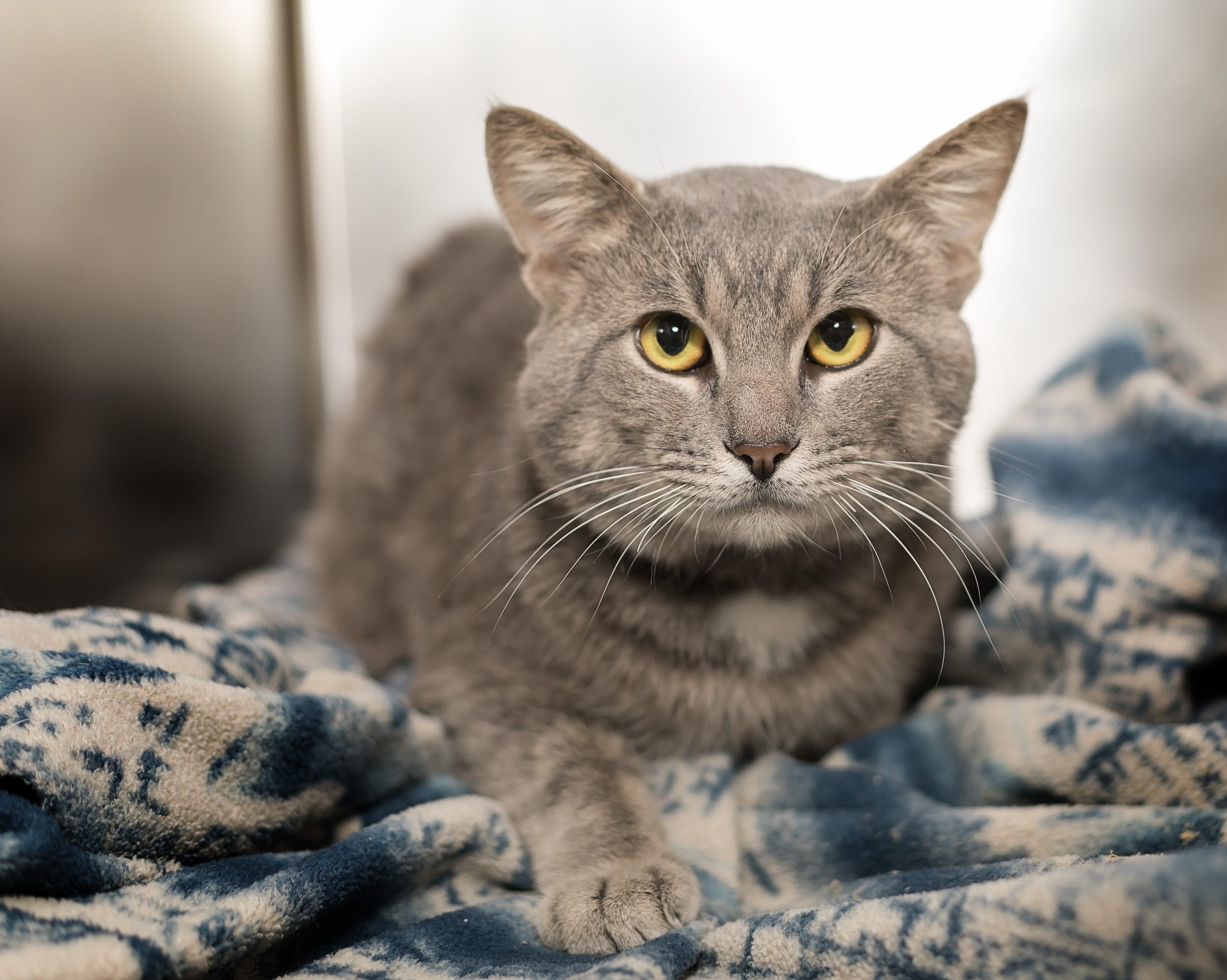 Scar (ID #A099281) is a 3-year-old gray and white tabby domestic short-hair cat who came to the shelter as a stray on Jan. 11. [Diana Bunch | Pet Pawtography]