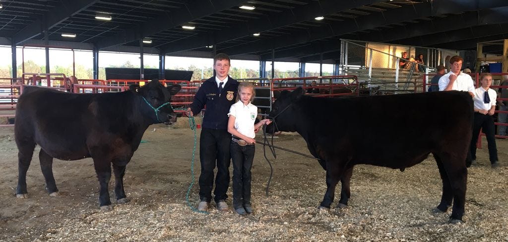 Central School students Leah and Zachary Rutherford were reserve grand champion and grand champion, respectively, with their cattle at the Santa Rosa County Fair's Youth Market Steer Show. Their cows sold for $4.50 a pound — a success that has organizers dreaming big for next year's event. Photo by Prudence Caskey