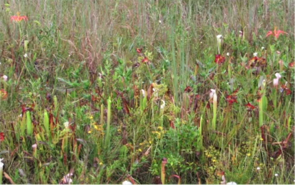 The Roadside Wildflower Program helps protect threatened and endangered wildflowers, such as the pitcher plants in this photograph. Additionally, the program saves taxpayers about $1,000 per mile in reduced mowing costs per year. [CONTRIBUTED]