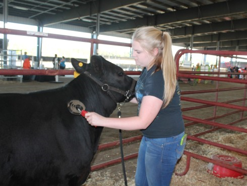 Emily, a junior at Milton High School in FFA grooms her cow, Maggie.
