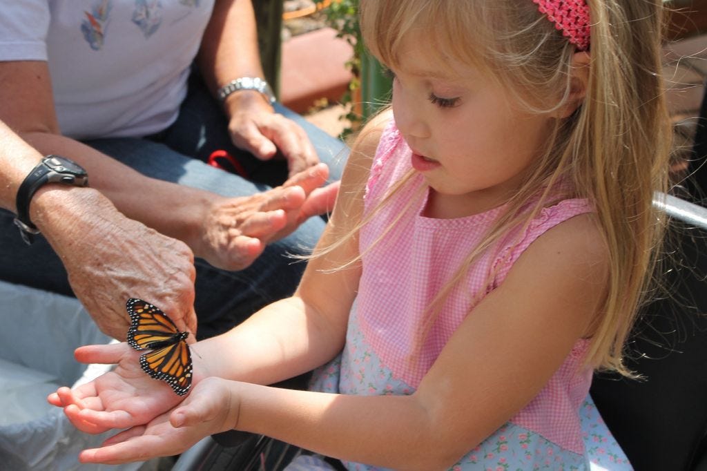 Five-year-old Haley Wilen released a monarch inside the Butterfly House vivarium last year before sending it on its way to Mexico during the monarch migration.