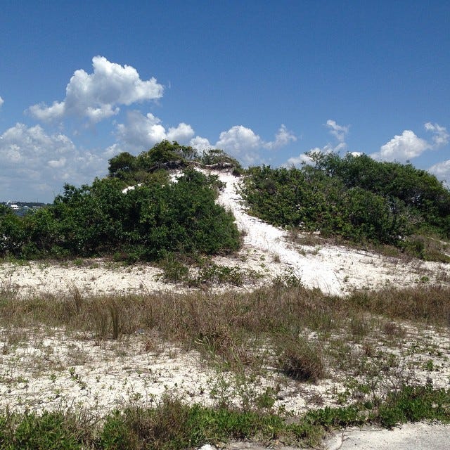 Dunes like this one are part of the plan to establish growth of dunes destroyed by hurricanes and erosion along Navarre Beach.