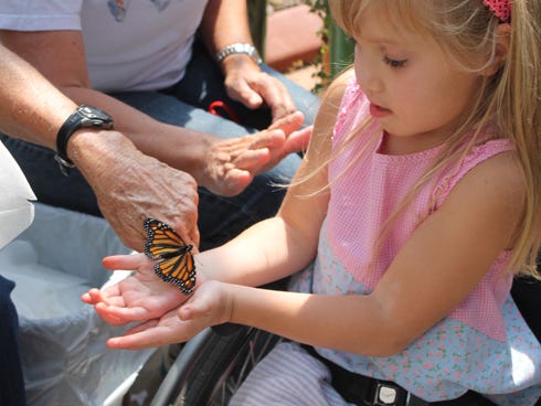 Five-year-old Haley Wilen released her monarch inside the Butterfly House vivarium during last year’s Monarch tagging event.