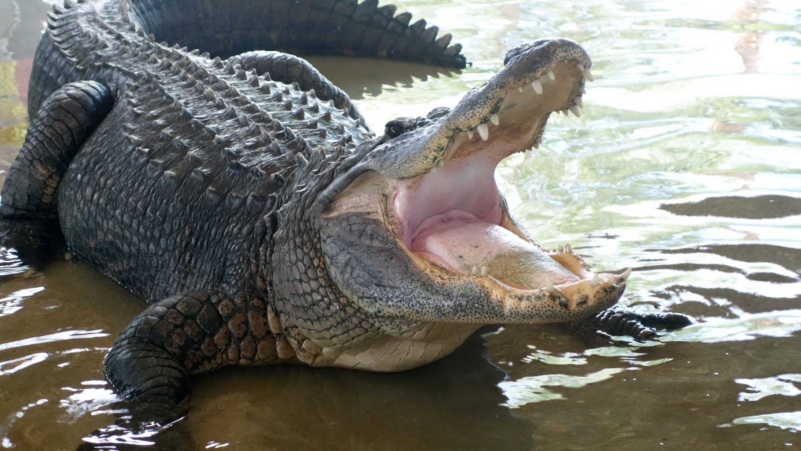 gator