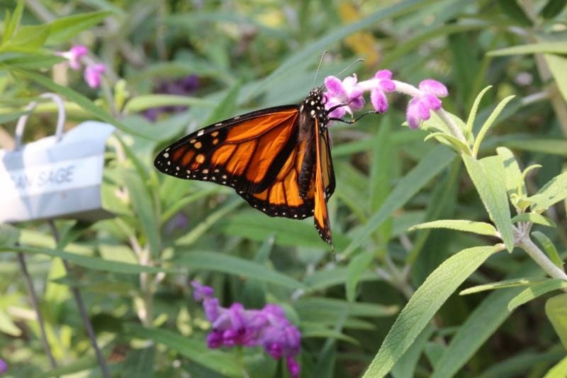 Panhandle Butterfly House sets 'Make More Milkweed' class Santa Rosa