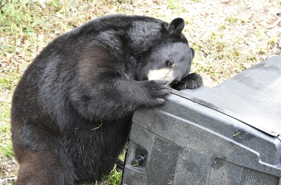 Holley by the Sea to retrofit trash cans, deter bears Santa Rosa