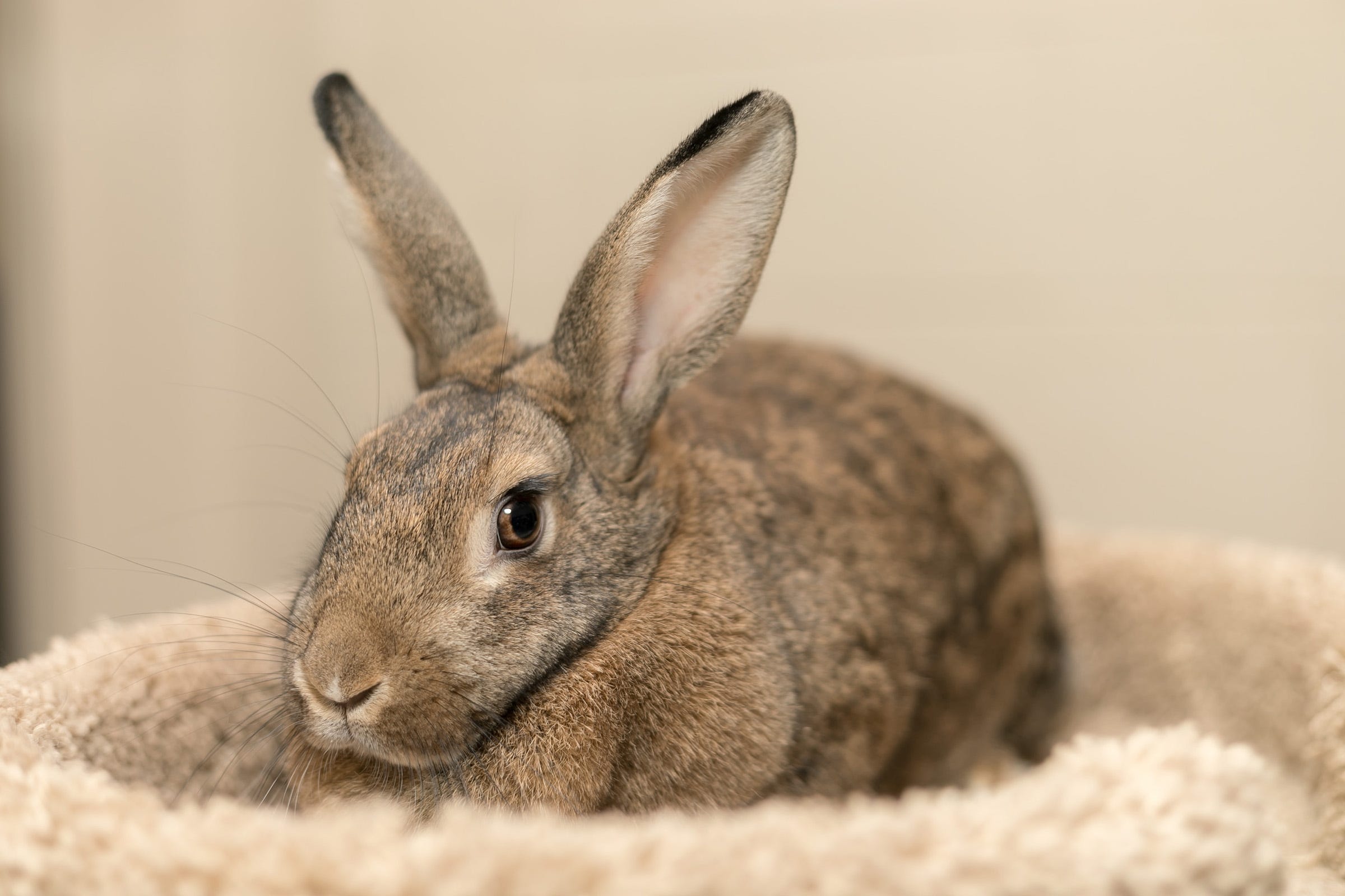 10 adoptable pets in Santa Rosa County Santa Rosa Press Gazette