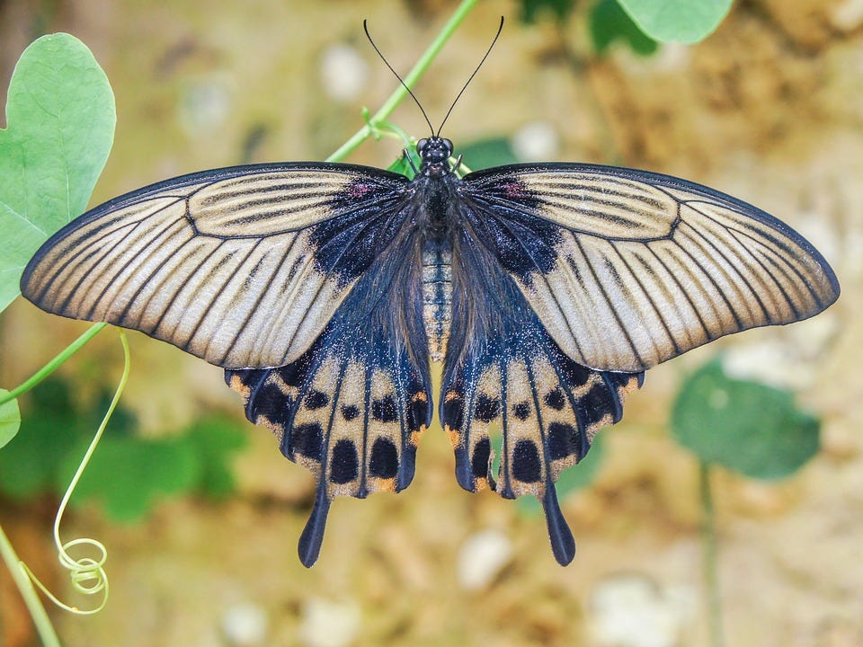 Panhandle Butterfly House opens May 7 Santa Rosa Press Gazette