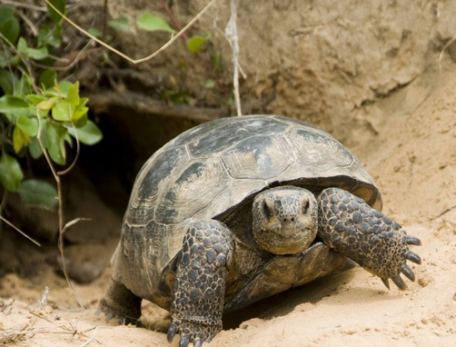 The Gopher Tortoise Lives On Land So Don’t ‘help’ It Into Water 