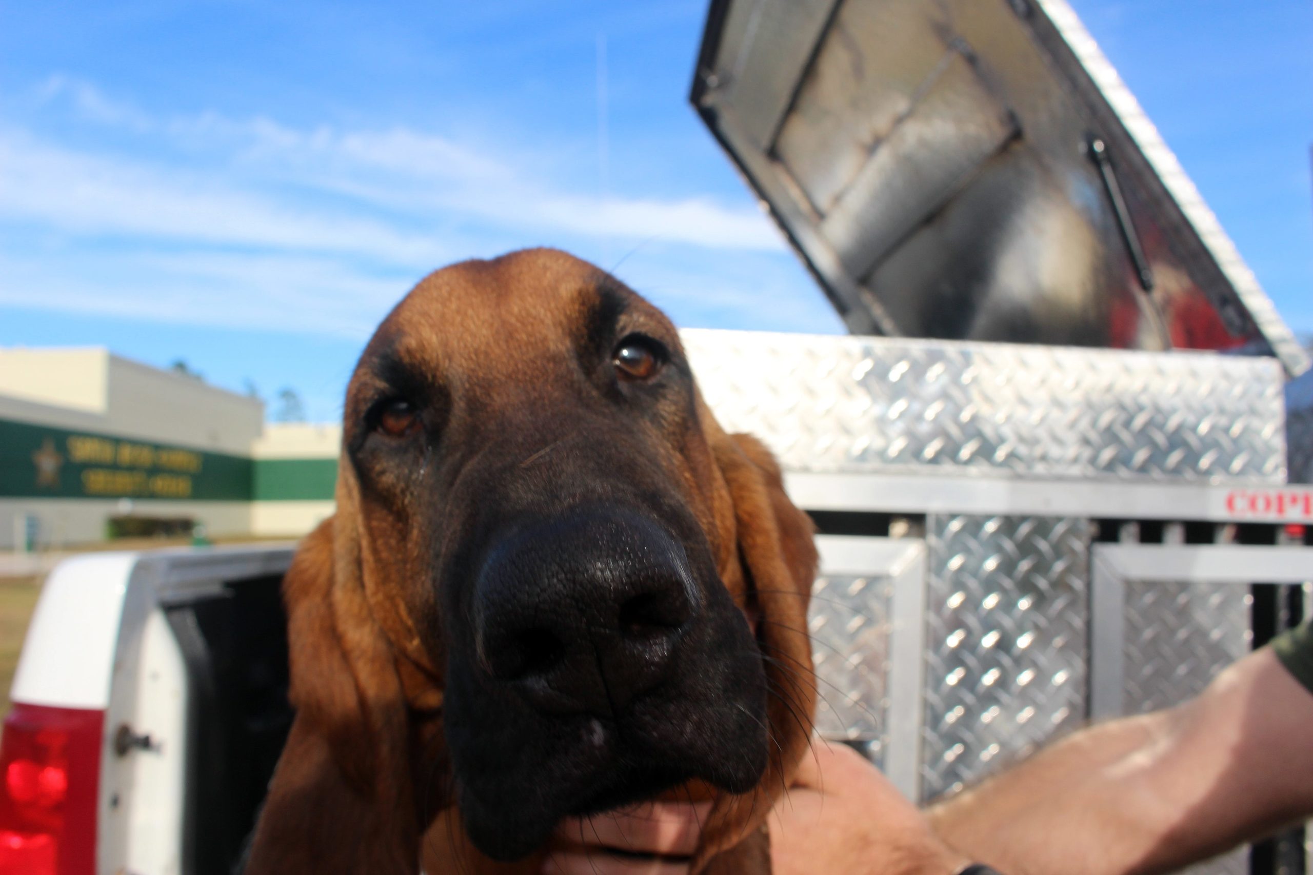 Sheriff's new bloodhound collars first suspect | Santa Rosa Press Gazette