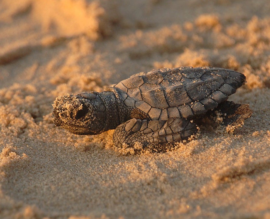 Navarre Beach Sea Turtle Conservation Center Sets Grand Opening Santa   Ghows DA Cf537fc3 664e 4c48 9e97 0e1b9225d490 96ea817a 