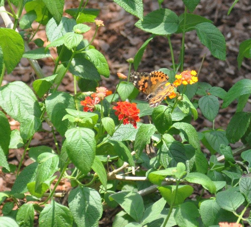 6 THINGS TO KNOW About the Panhandle Butterfly House in Navarre (VIDEO