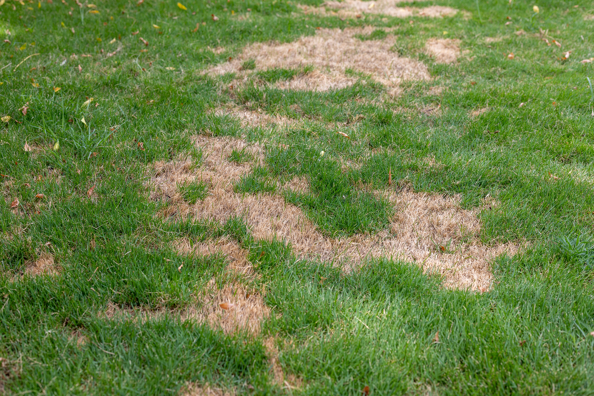 HOW TO DEAL WITH DROUGHT STRESS IN YOUR LAWN! | Santa Rosa Press Gazette