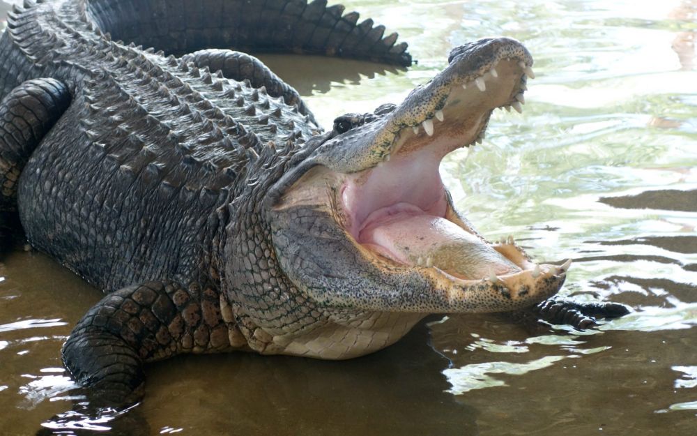 gator
